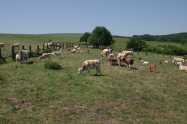 Agro Merník - ekologická farma